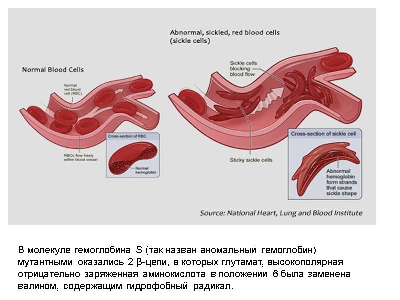 В молекуле гемоглобина S (так назван аномальный гемоглобин) мутантными оказались 2 β-цепи, в которых